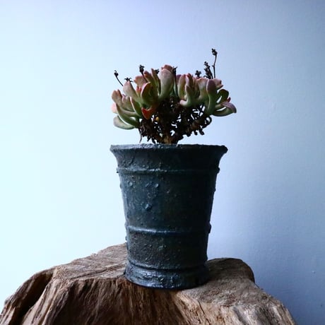 ロンボフィルム 扶刀乱麻  白班Rhombopyllum nelii f  variegata. No.022