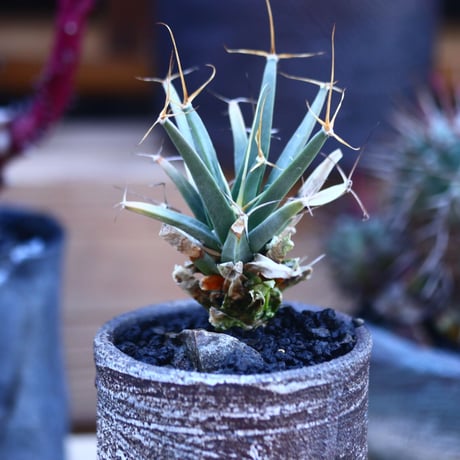 レウクテンベルギア  晃山    Leuchtenbergia principis  no.32125