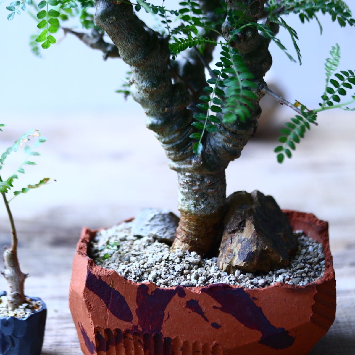 ボスウェリア ネグレクタ (Boswellia neglecta) 乳香の木 isla del pescado - Boswellia neglecta-ボスウェリア・ネグレクタ