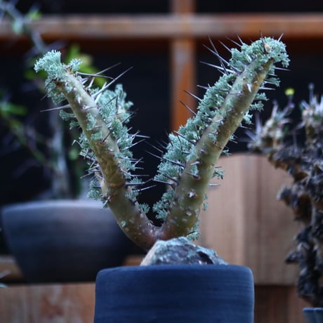 サルコカウロン ヘレー／Sarcocaulon herrei    no.120537