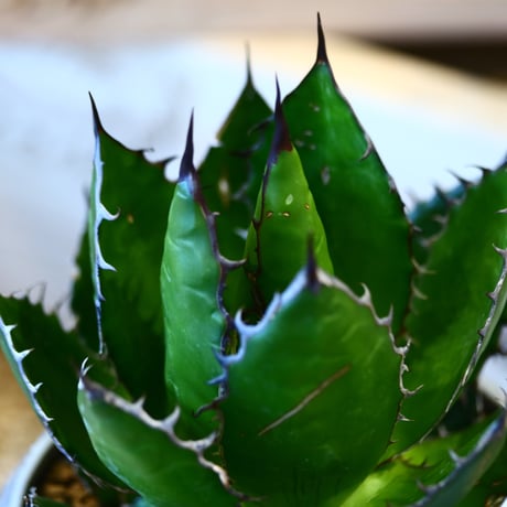 Agave horrida × N/OH   no.107118