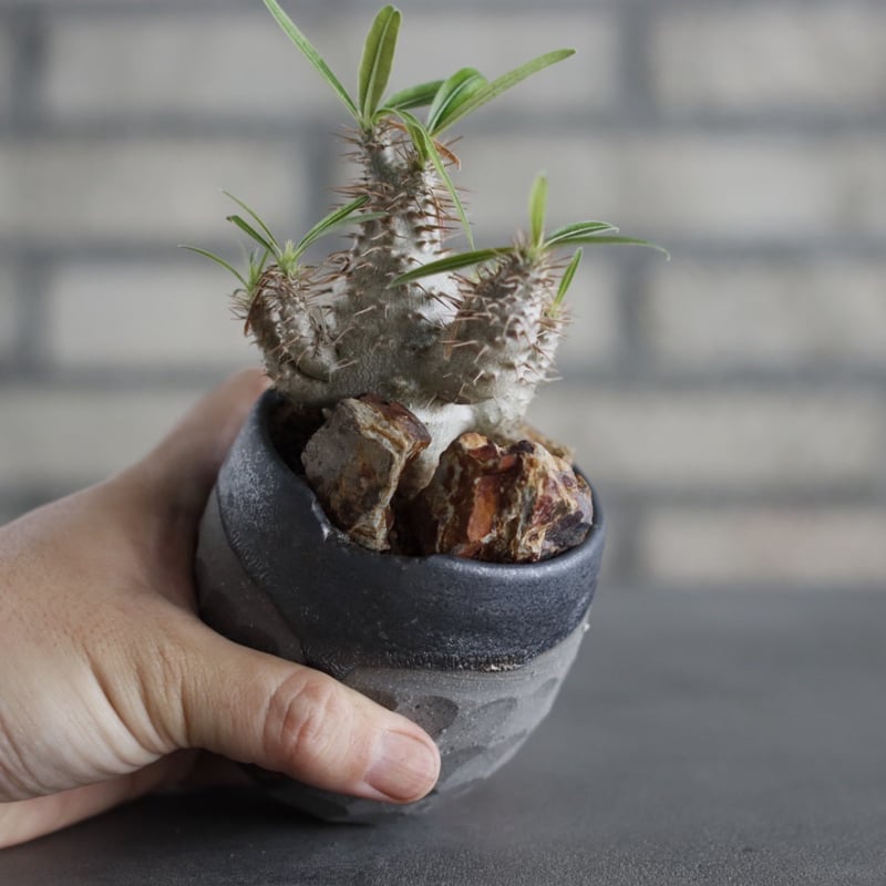 Pachypodium gracilius × N/OH (2.5号) no.607/21