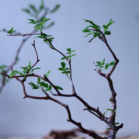 コミフォラ モンストローサ   Commiphora monstrosa   no.92721