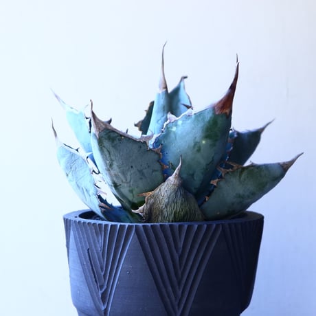 アガベ   ホワイトアイスブルー   Agave  titanota white ice   no.11236