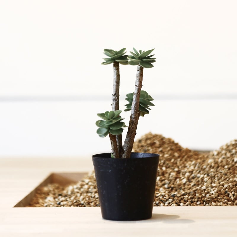 ポルテラカ モロキニエンシス / Portulaca molokiniensis no.