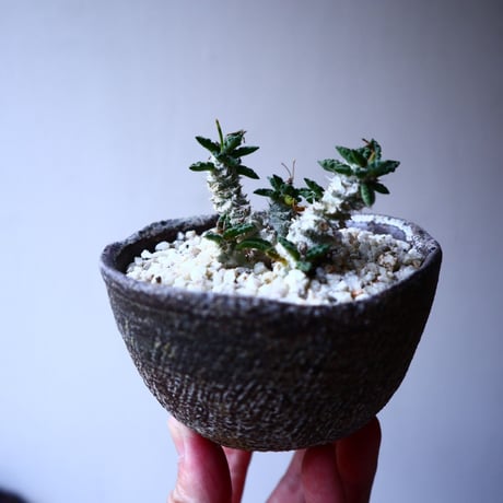 ユーフォルビア   トゥレアレンシス  Euphorbia tulearensis   no.20307