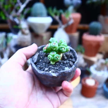 マミラリア ボカサナフレッド／Mammillaria bocasana cv. Fred     no.71856