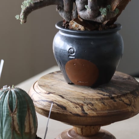 Monsonia multifida × N/OH  no.905-19