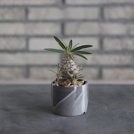 Pachypodium gracilius × N/OH (2.5号)  no.510/35