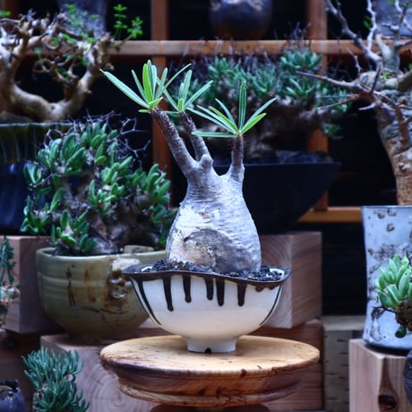 パキポディウム  グラキリス／Pachypodium  gracilius       no.53003