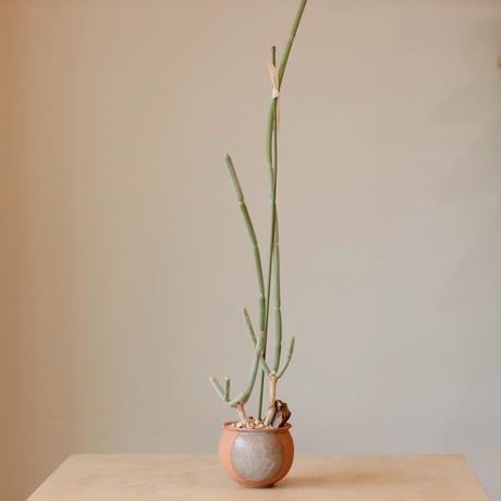 Folotsia grandiflorum × N/OH (3号)  no.125/6