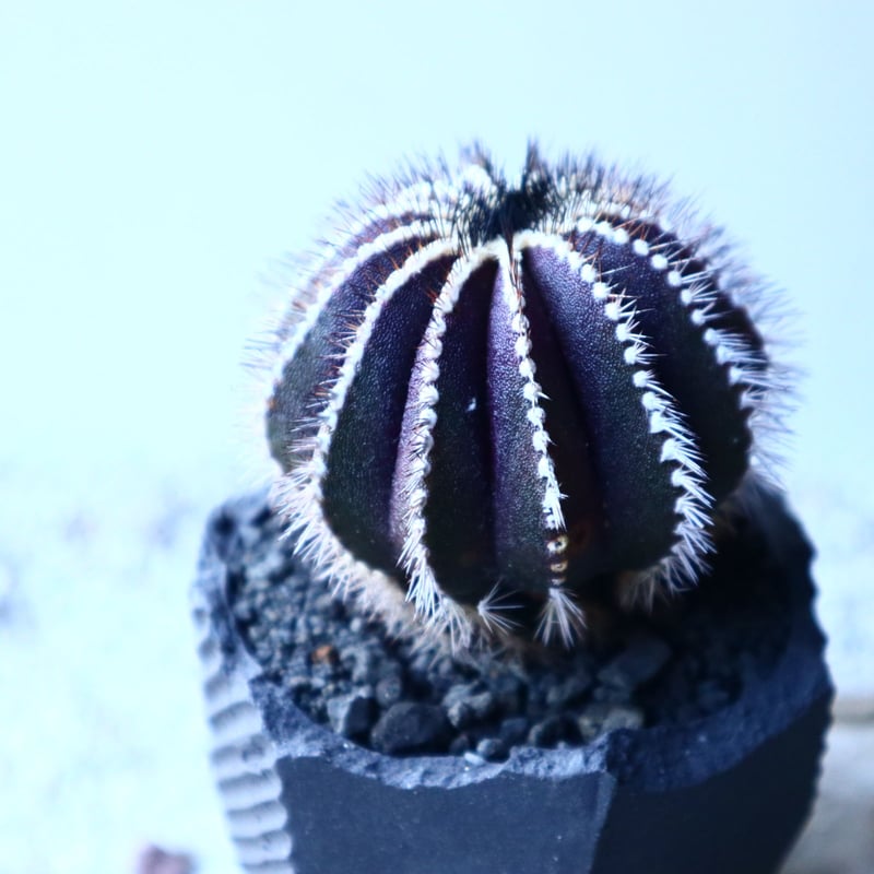 ユーベルマニア ペクチニフェラ Uebelmannia pectinifera n ユーベルマニア ペクチニフェラ Uebelmannia pectinifera n