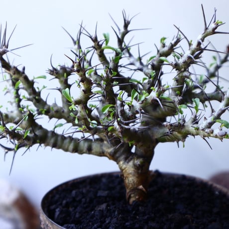 サルコカウロン サルモニフローラム Sarcocaulon salmoniflorum     no.61604