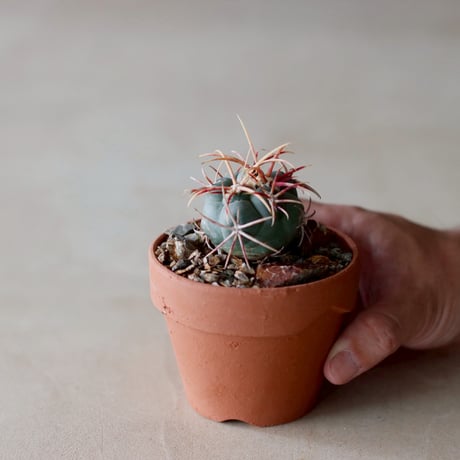 Thelocactus hexaedrophorus v. fossulatus / 緋冠竜 × YAMABACHI (3号)  no.104/32