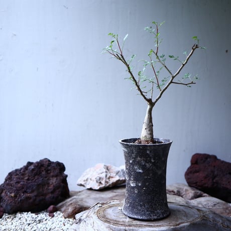 パキコルムス ディスカラー  (象の木)    Pachycormus discolor  no.102713