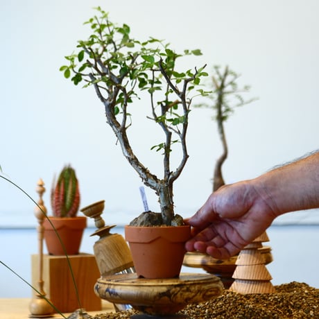 YAMABACHI × Bursera fagaroides   no.91046