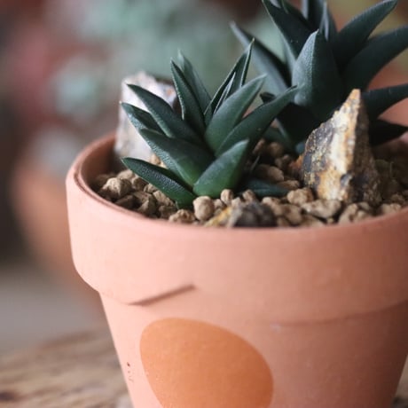 Haworthia tortuosa × YAMABACHI var. N/OH   no.1115-25