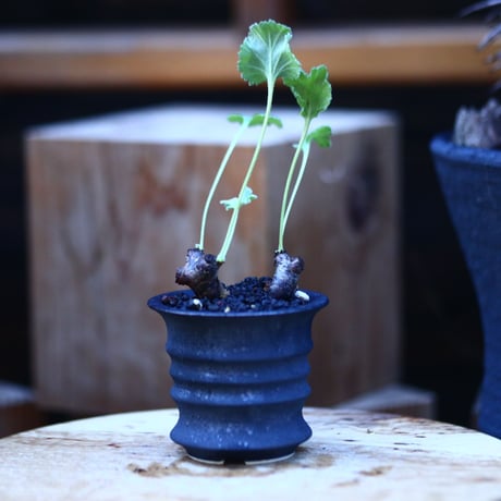 ペラルゴニム  ミラビレ／Pelargonium mirabile  　no.122624