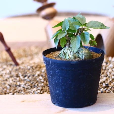 フィカス ペティオラリス / Ficus petiolaris    no.50725