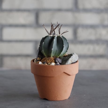 Astrophytum capricorne v. crassispinum  (黒刺水牛大鳳玉) × YAMABACHI (3号)  no.614/11