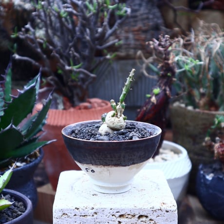 ユーフォルビア グロボーサ    Euphorbia globosa       no.42521