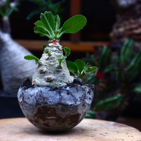 ドルステニア フォエチダ／Dorstenia foetida     no.51639