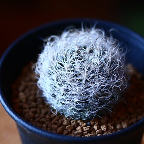 ネオポルテリア   白翁玉    Neoporteria gerocephala    no.111571