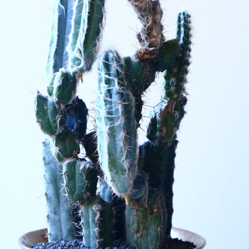 グラウセンス ピロソケレウス グラウケスケンス Pilosocereus gl