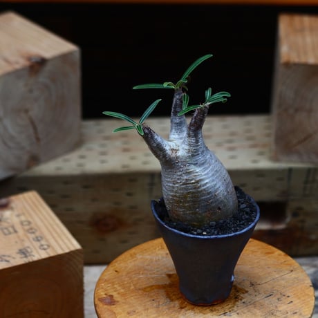 パキポディウム  グラキリス／Pachypodium  gracilius       no.82213
