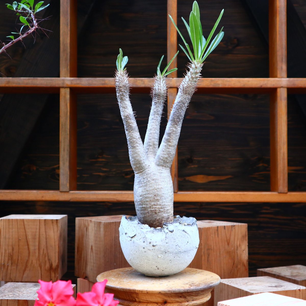 パキポディウム イノピナツム/Pachypodium Inopinatum no.605 パキポディウム イノピナツム/Pachypodium Inopinatum no.605