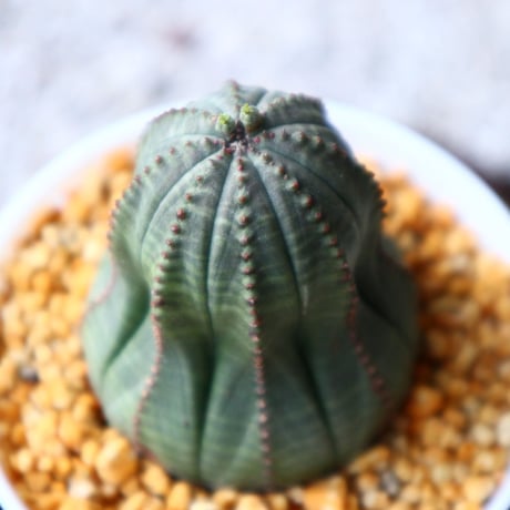 ユーフォルビア  オベサ  Euphorbia obesa  no.102814