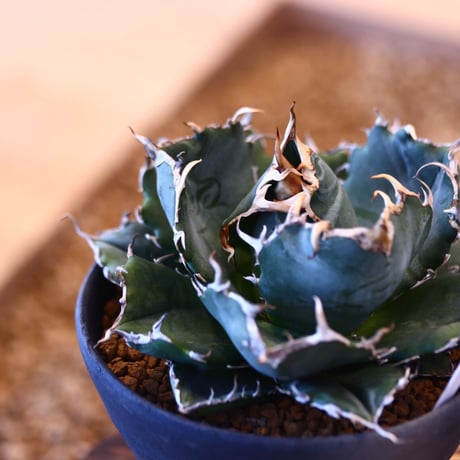 【9/9入荷未発根未活着ベアルート植込み】Agave titanota White Whale   no.101514