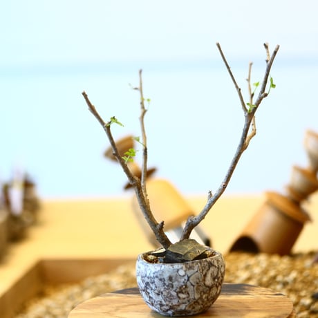 ブルセラ ファガロイデス / Bursera fagaroides   no.82004