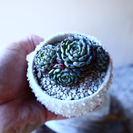 エケベリア ミニマ   Echeveria minima  no.11219