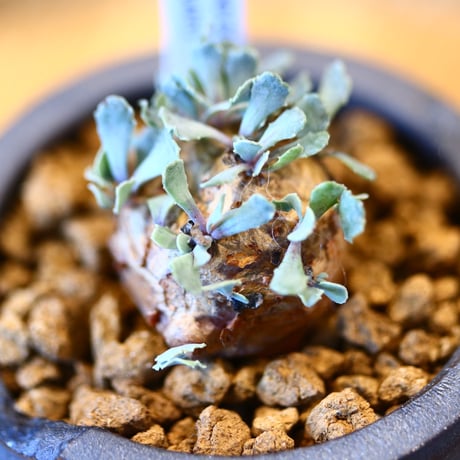 Othonna  cacalioides × N/OH    no.123103