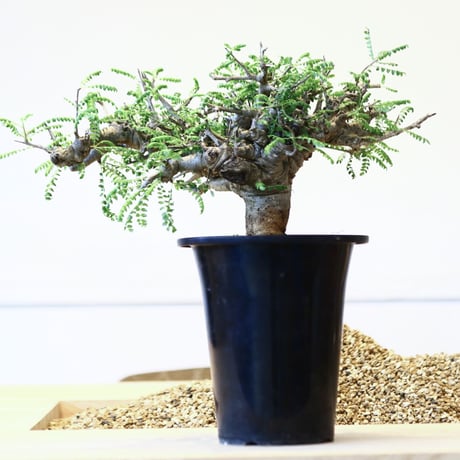 boswellia | STORES