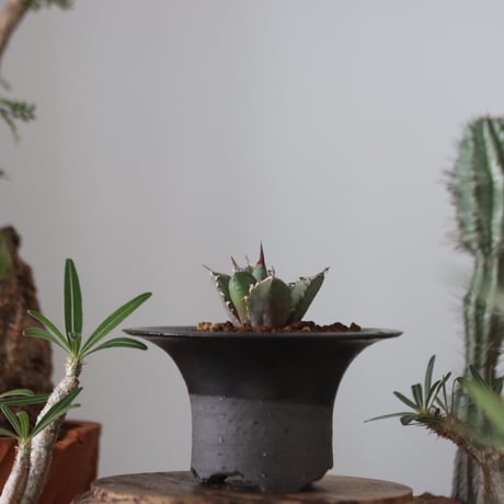 Agave titanota"FO-076"× N/OH 　no.51215