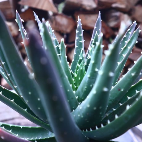 アロエ  ノビリス  不夜城   Aloe nobilis    no.41801