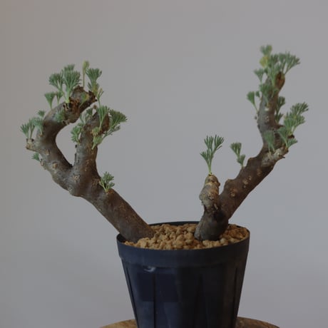 Monsonia multifida  no.921-12