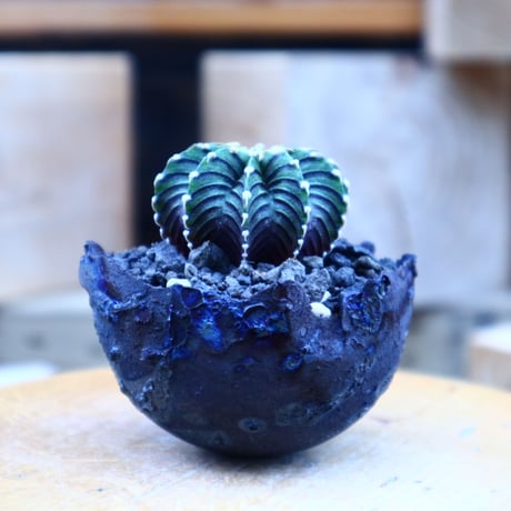 ギムノカリキウム   フィードリッフィーLB2178／Gymnocalycium friedrichii    no.80802