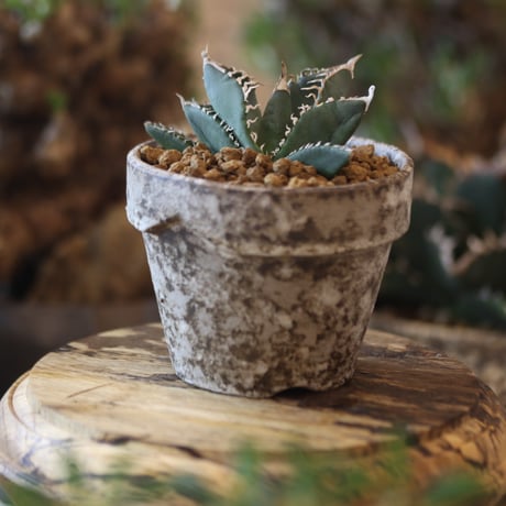 Agave titanota South African Diamond "SAD" × YAMABACHI var. takero pot  no.818105