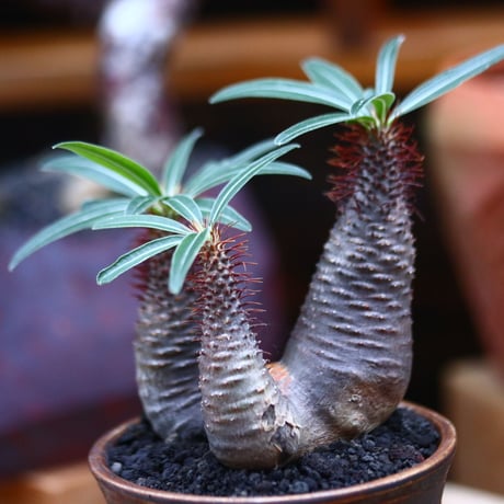 パキポディウム  グラキリス 3頭／Pachypodium  gracilius     no.101042