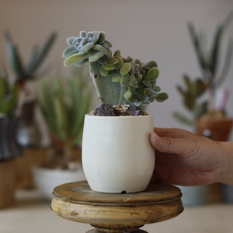 ECHEVERIA PULVINATA FROSTY × N/OH (3号)  no.1214/44