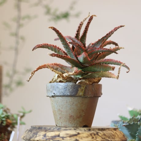 Aloe ‘Chiristmas Carol’ × YAMABACHI var.六本芽　 no.82504