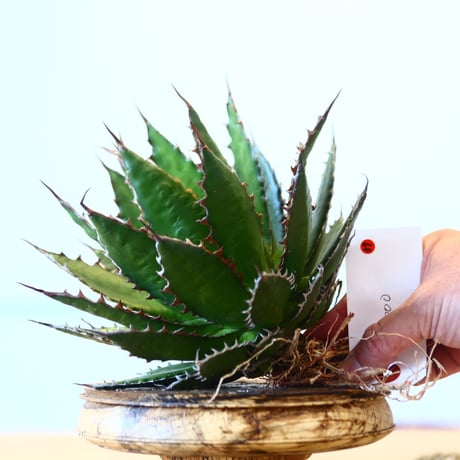 Agave horrida / Style of Chika   no.1015/37