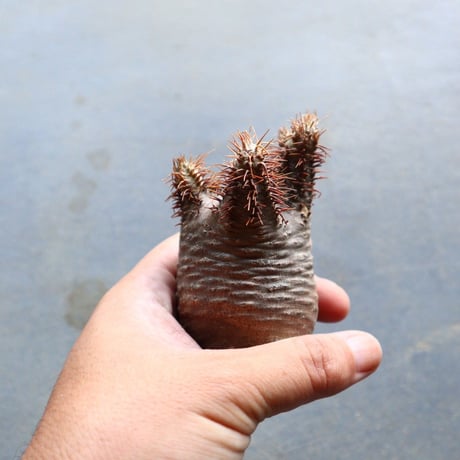 パキポディウム グラキリス 抜苗  Pachypodium rosulatum var. gracilius no.92916