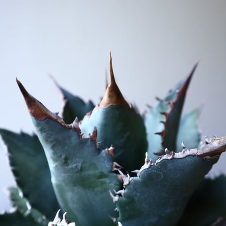 アガベ   チタノタ 　 Agave  titanota   no.111025