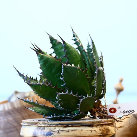 Agave horrida    no.121/14