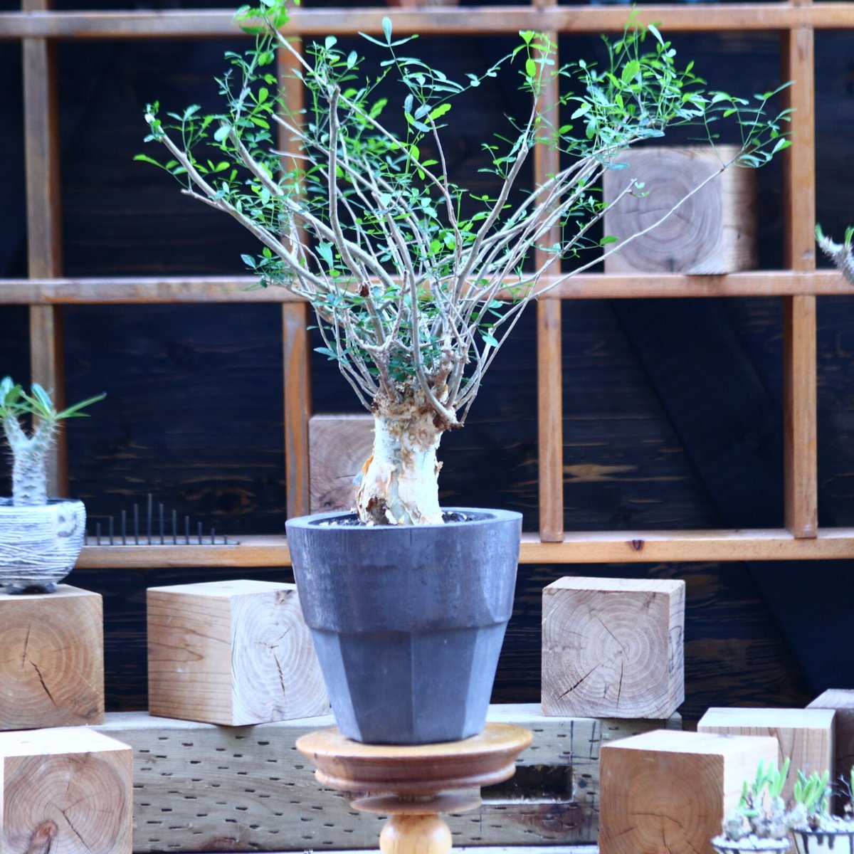 コミフォラ フンベルティ／commiphora humbertii no.82913 |