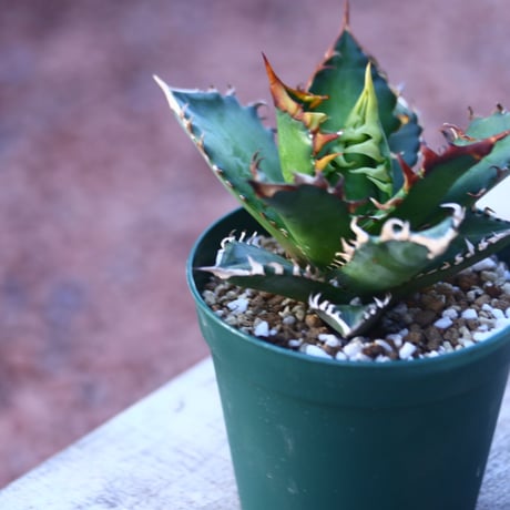 アガベ  レッドキャットウィールズ  Agave titanota"Red Catweezle”    no.21420